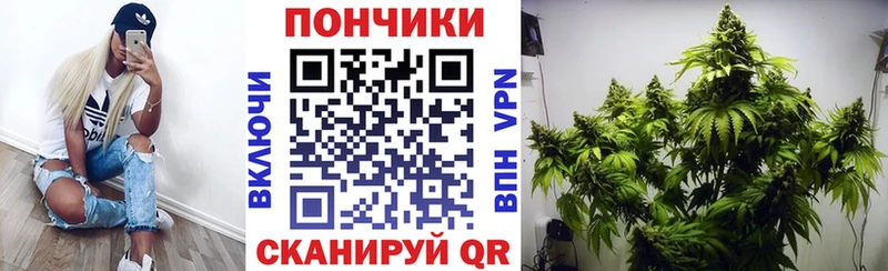 Шишки марихуана планчик  Бежецк 